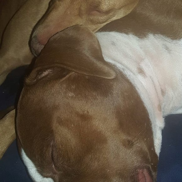 Meet your Posher, Jenny - Picture 3 of 3